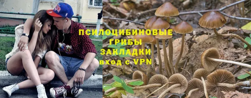 Псилоцибиновые грибы Cubensis Георгиевск