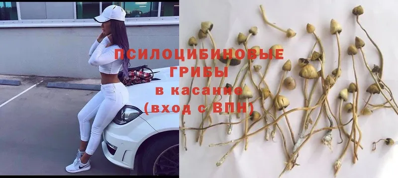 купить наркотик  Георгиевск  Галлюциногенные грибы Psilocybine cubensis 