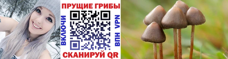 OMG как зайти  Георгиевск  дарк нет состав  Галлюциногенные грибы прущие грибы 